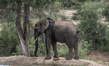 0304-111409 2.Balule Reserve - Naledi Lodge