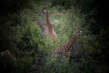 2.Balule Reserve - Naledi Lodge
