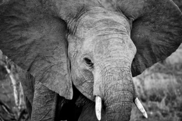 2.Balule Reserve - Naledi Lodge