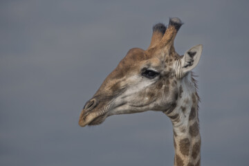 2.Balule Reserve - Naledi Lodge