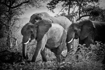 2.Balule Reserve - Naledi Lodge