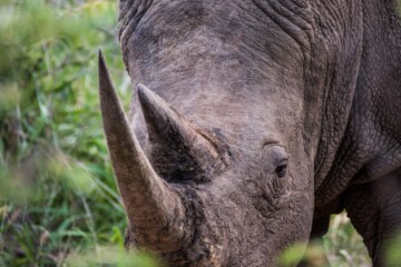 2.Balule Reserve - Naledi Lodge