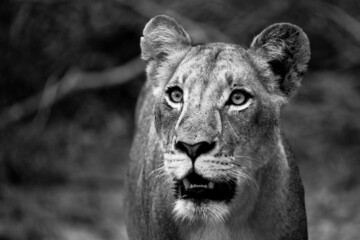 2.Balule Reserve - Naledi Lodge