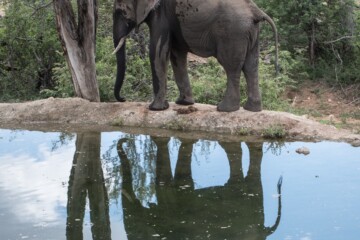 2.Balule Reserve - Naledi Lodge