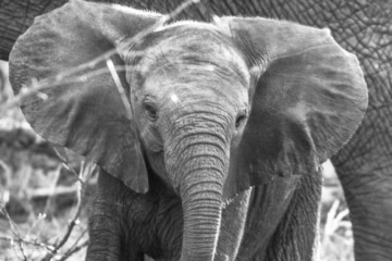 2.Balule Reserve - Naledi Lodge