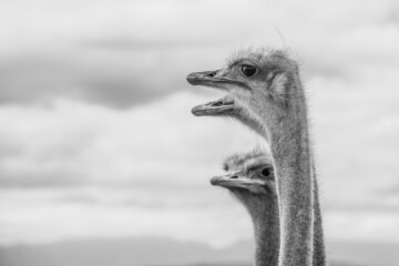 3.knysna - garden route - oudtschoorn