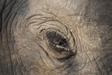 2.Balule Reserve - Naledi Lodge