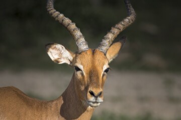 2.Balule Reserve - Naledi Lodge