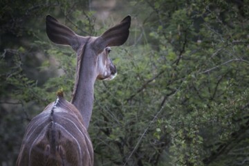 2.Balule Reserve - Naledi Lodge