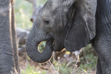 2.Balule Reserve - Naledi Lodge