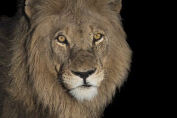 2.Balule Reserve - Naledi Lodge